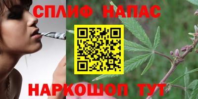 спайс Кингисепп