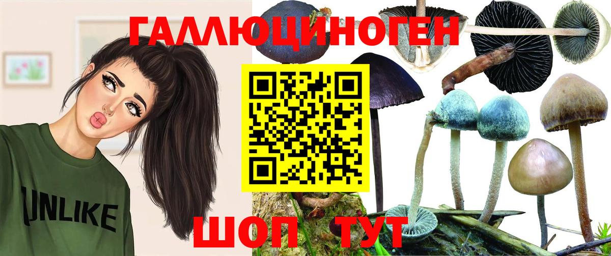 Псилоцибиновые грибы Psilocybine cubensis Кемерово